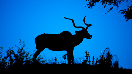 Kudu bull dark silhouette at at night. African antelope with typical twisted horns