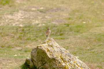 Common Redstart perched on rock in moorland