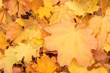Red and Orange Autumn Leaves Background, Golden autumn in warm colors