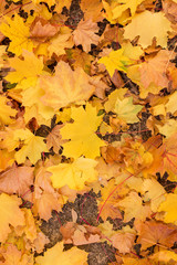 Red and Orange Autumn Leaves Background, Golden autumn in warm colors