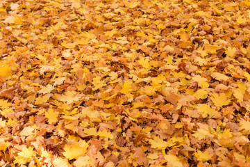 Red and Orange Autumn Leaves Background, Golden autumn in warm colors