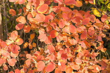 Red and Orange Autumn Leaves Background, Golden autumn in warm colors