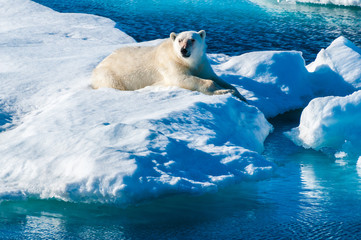 Large polar bear lying on a large ice pack in the Arctic Circle, Barentsoya, Svalbard, Norway
