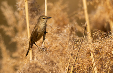 Australian Reed Warbler with copy space