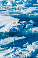 Large polar bear lying on a large ice pack in the Arctic Circle, Barentsoya, Svalbard, Norway © Don Landwehrle