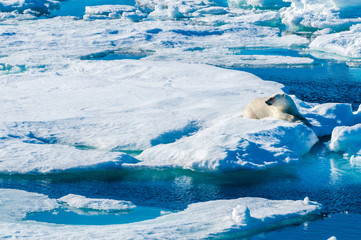 Large polar bear lying on a large ice pack in the Arctic Circle, Barentsoya, Svalbard, Norway © Don Landwehrle