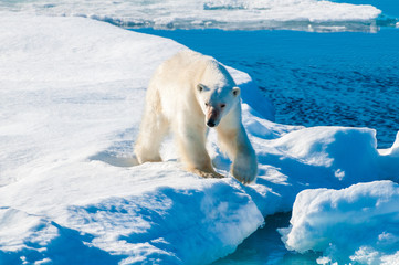 Large polar bear walking on the ice pack in the Arctic Circle, Barentsoya, Svalbard, Norway © Don Landwehrle