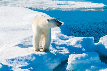 Naklejka na ściany i meble Large polar bear walking on the ice pack in the Arctic Circle, Barentsoya, Svalbard, Norway