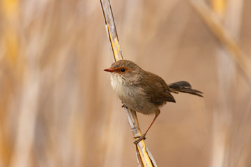 Superb Fairywren female on reed stalk