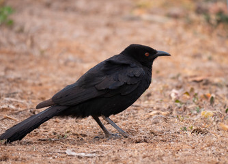 White winged chough foraging for food on the ground