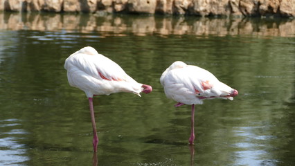 Fenicottero mentre dorme su una zampa 