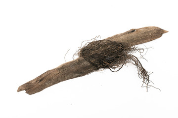 Dried wood tree branch isolated on a white background.