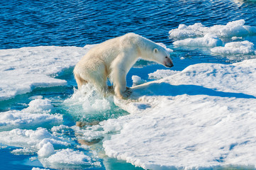 Large polar bear walking on the ice pack in the Arctic Circle, Barentsoya, Svalbard, Norway