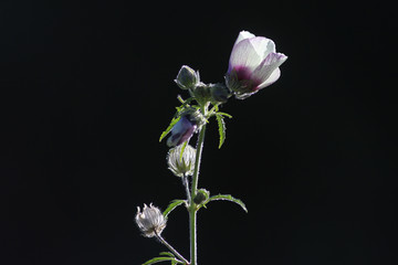 Fototapeta na wymiar Hollyhock, white herbaceous perennial in the evening sun, against the light.