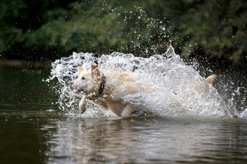 Obraz premium Labrador springt ins Wasser