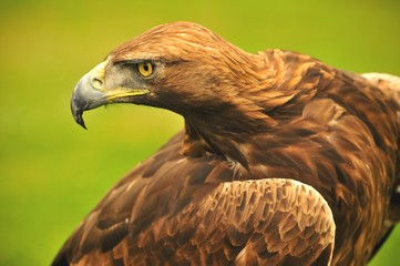 eagle stare