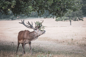 Portrait of majestic powerful adult red deer stag in autumn fall forest