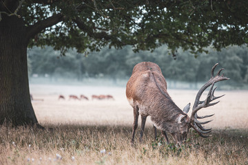 Portrait of majestic powerful adult red deer stag in autumn fall forest