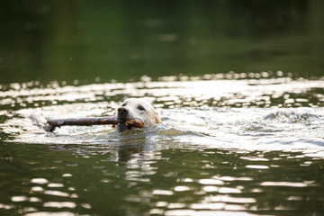 Labrador schwimmt im See