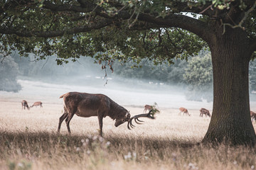 Portrait of majestic powerful adult red deer stag in autumn fall forest