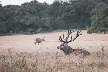 Portrait of majestic powerful adult red deer stag in autumn fall forest