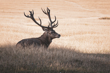 Portrait of majestic powerful adult red deer stag in autumn fall forest