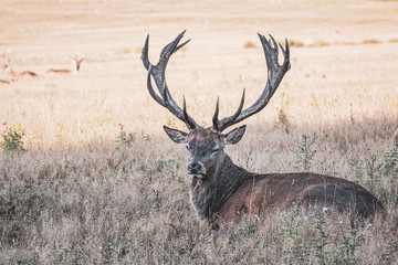 Portrait of majestic powerful adult red deer stag in autumn fall forest