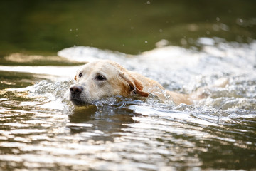 Labrador schwimmt im See