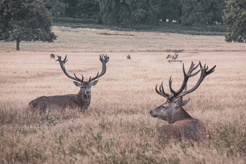 Portrait of majestic powerful adult red deer stag in autumn fall forest