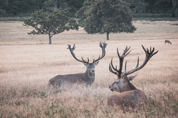 Portrait of majestic powerful adult red deer stag in autumn fall forest