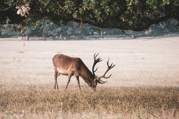 Portrait of majestic powerful adult red deer stag in autumn fall forest