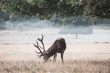 Portrait of majestic powerful adult red deer stag in autumn fall forest