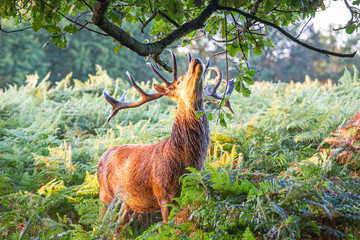 Portrait of majestic powerful adult red deer stag in autumn fall forest