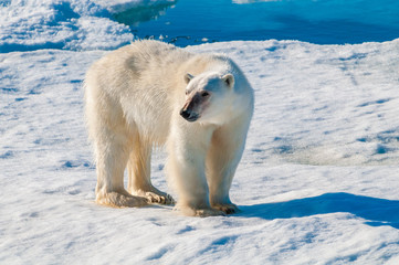 Large polar bear walking on the ice pack in the Arctic Circle, Barentsoya, Svalbard, Norway © Don Landwehrle