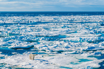 Large polar bear walking on the ice pack in the Arctic Circle, Barentsoya, Svalbard, Norway © Don Landwehrle