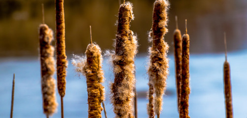 reeds in winter