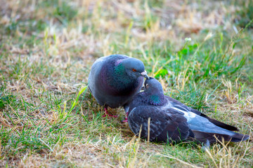 The male pigeon gently combs feathers by beak on the head of the female pigeon. Such lovely moments relationship in the behavior of wild animals.