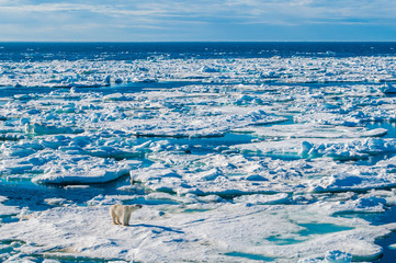 Large polar bear walking on the ice pack in the Arctic Circle, Barentsoya, Svalbard, Norway © Don Landwehrle