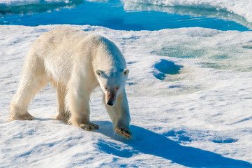 Large polar bear walking on the ice pack in the Arctic Circle, Barentsoya, Svalbard, Norway © Don Landwehrle