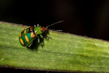 ladybug on grass