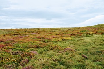 Bright Colored Highland Meadow Flowers