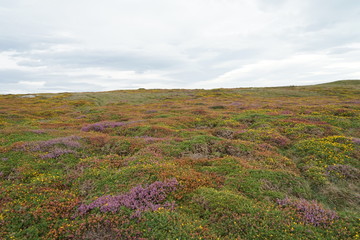 Obraz na płótnie Canvas Bright Colored Highland Meadow Flowers