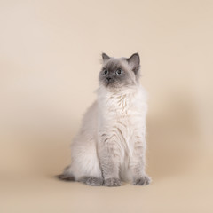 british cats on the studio backgrounds