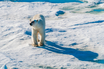Large polar bear walking on the ice pack in the Arctic Circle, Barentsoya, Svalbard, Norway © Don Landwehrle