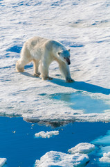 Large polar bear walking on the ice pack in the Arctic Circle, Barentsoya, Svalbard, Norway © Don Landwehrle