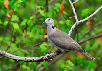 Wild Dove