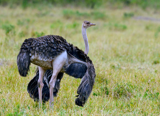 Ostrich