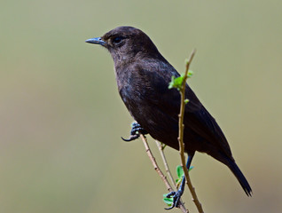 Sparrow
