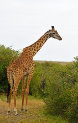 Giraffe