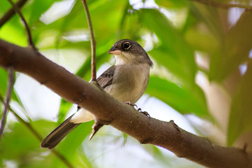 bird